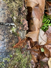 Steccherinum bourdotii