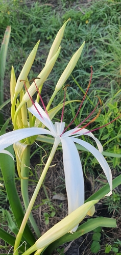 Image of Darling Lily (Crinum flaccidum) by no rights reserved