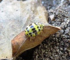 Psyllobora variegata