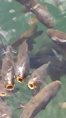 Cyprinus carpio carpio