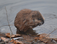 Ondatra zibethicus