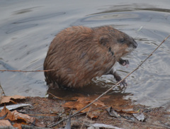 Ondatra zibethicus