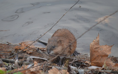 Ondatra zibethicus