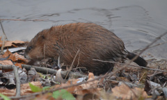 Ondatra zibethicus