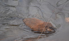 Ondatra zibethicus
