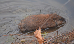 Ondatra zibethicus
