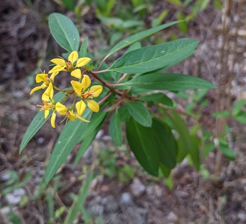 Galphimia gracilis
