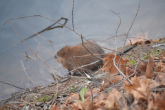 Ondatra zibethicus