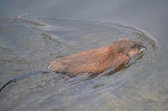 Ondatra zibethicus