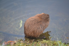 Ondatra zibethicus