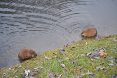 Ondatra zibethicus
