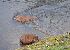 Ondatra zibethicus