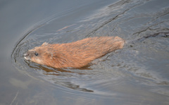 Ondatra zibethicus