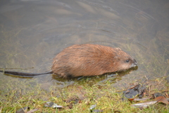 Ondatra zibethicus