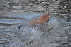 Ondatra zibethicus