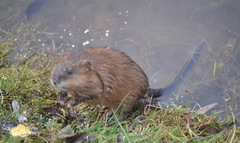 Ondatra zibethicus