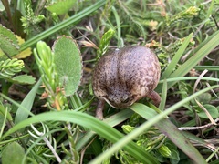 Breviceps verrucosus