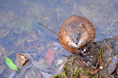 Ondatra zibethicus