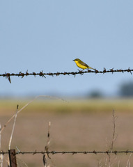 Pseudocolopteryx acutipennis