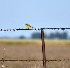 Pseudocolopteryx acutipennis