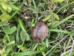 Breviceps verrucosus