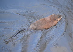 Ondatra zibethicus