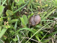 Breviceps verrucosus