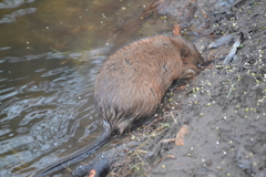 Ondatra zibethicus