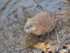 Ondatra zibethicus