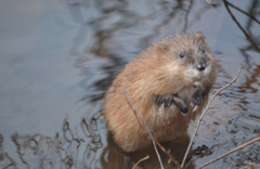 Ondatra zibethicus