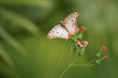 Anartia jatrophae
