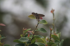 Spicauda teleus