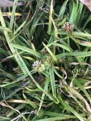Cyperus metzii