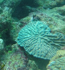 Mycetophyllia