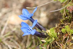 Gentiana bavarica subacaulis