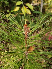 Pinus serotina