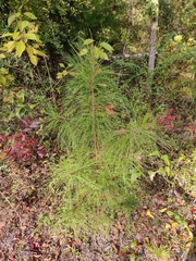 Pinus serotina