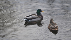 Anas platyrhynchos