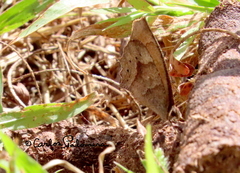 Pindis squamistriga