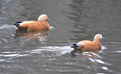 Tadorna ferruginea