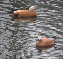 Tadorna ferruginea