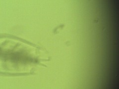 Penilia