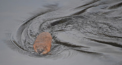 Ondatra zibethicus