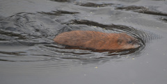 Ondatra zibethicus