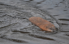 Ondatra zibethicus
