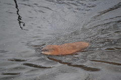 Ondatra zibethicus