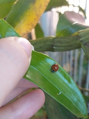 Cycloneda sanguinea