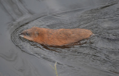 Ondatra zibethicus
