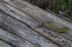 Podarcis siculus campestris