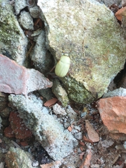 Coleoptera